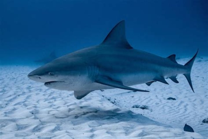 Are There Sharks Where The Titanic Sank? – Celebrity