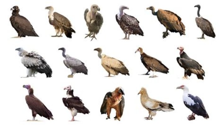 Are there vultures in Dumbo? – Celebrity