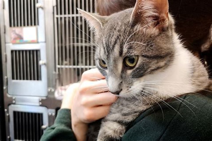 
California Cat Missing for 9 Years Turns Up at an Idaho Shelter 1,000 Miles from Home 