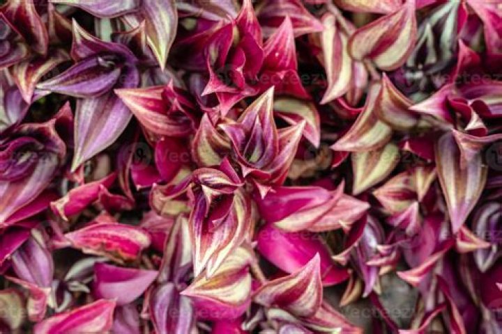 Cebrina Zirbel – Cotter, AR