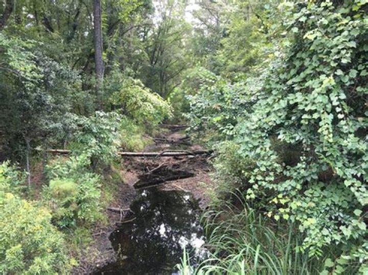 The CW Not Ruling Out Swamp Thing Season 2