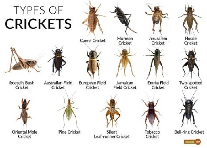 Do crickets steal from ants? – Celebrity