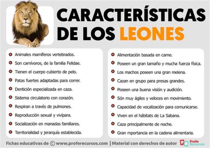¿Dónde vive el león y sus características? – Celebrity