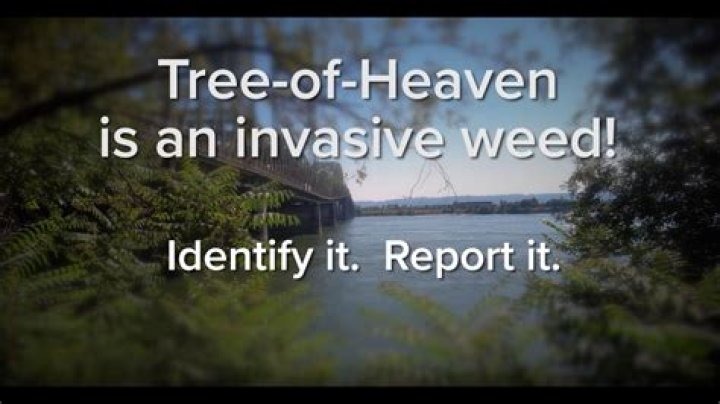 Heaven Weed died after severe beating, Brandon Lindsey arrested