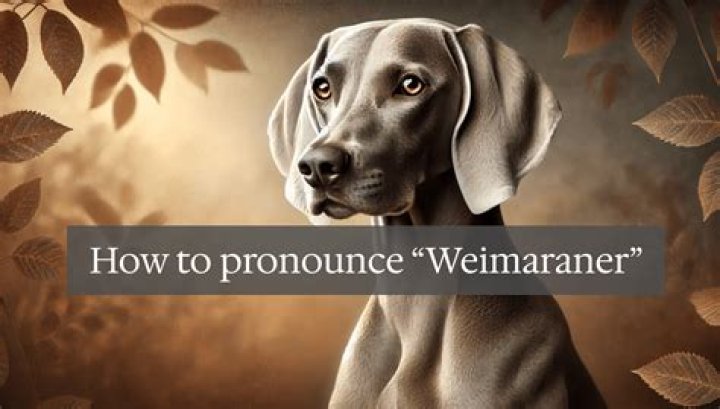 How to pronounce weimaraner