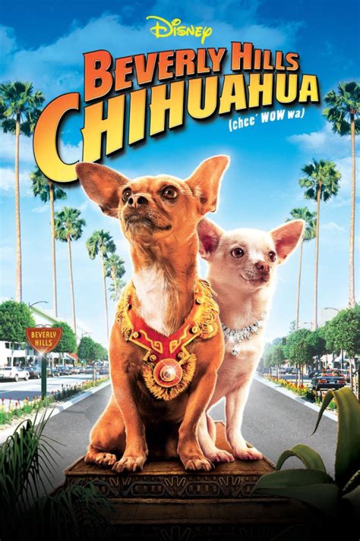 Is Papi from Beverly Hills Chihuahua still alive? – Celebrity