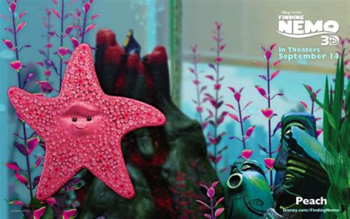 Is the starfish in NEMO a girl or boy? – Celebrity