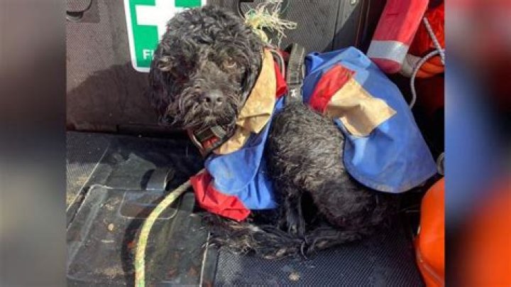 NLE Choppa found safe after death scare