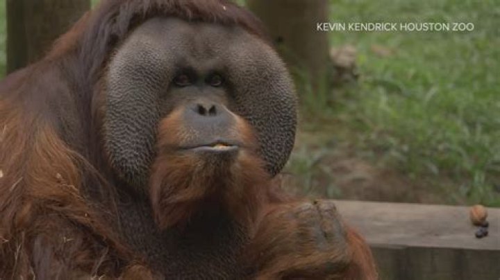 Rudi Valentino, North America’s oldest male orangutan dies at 45
