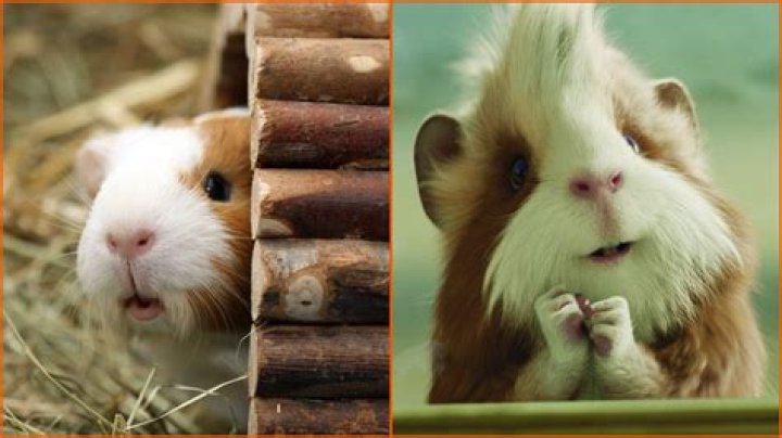 The best TV shows and movies about guinea pigs