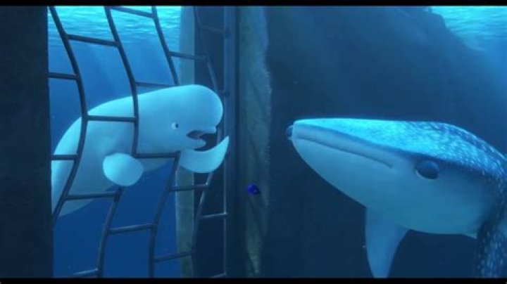 What animal is Bailey in Finding Dory? – Celebrity