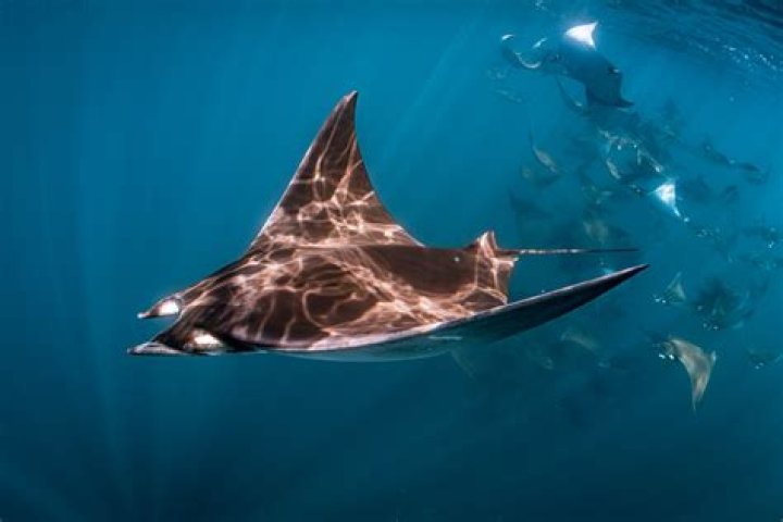 What are Devil Rays? – Celebrity