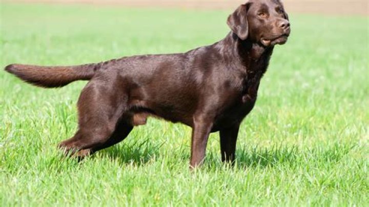 What Breed Is Woodstock? – Celebrity