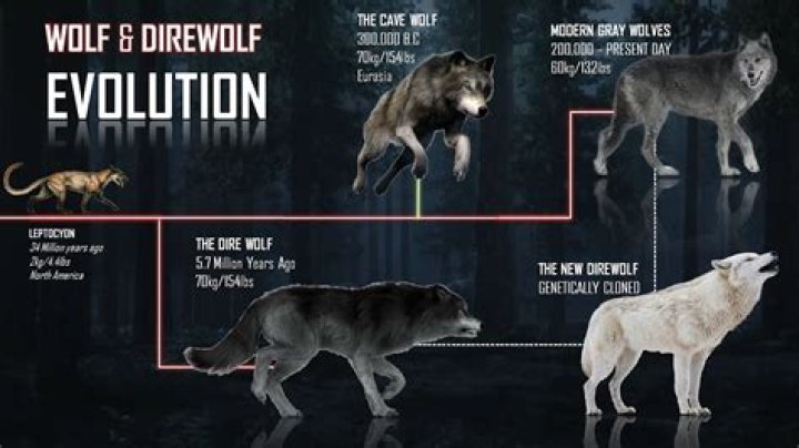 What does the Wolf in Into the Woods represent? – Celebrity