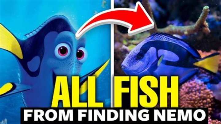 What happened to the angel fish in Finding Nemo? – Celebrity
