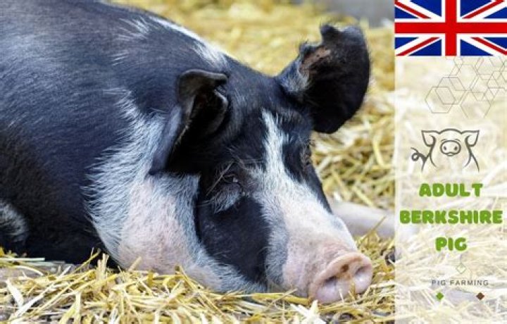 What is a Berkshire rat? – Celebrity