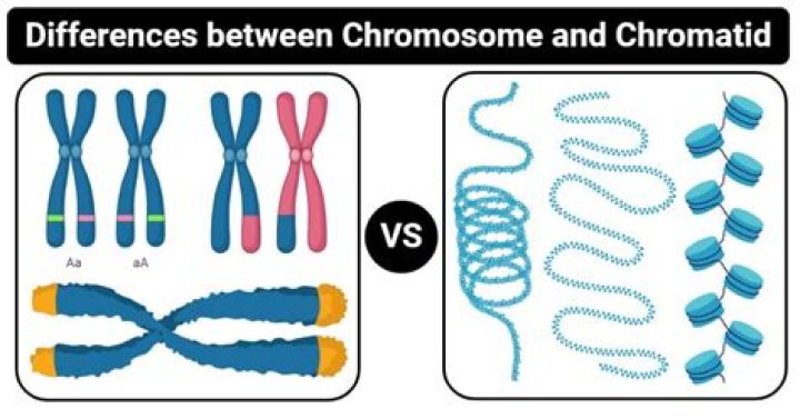 What is the Difference Between Chromatin and Chromatid