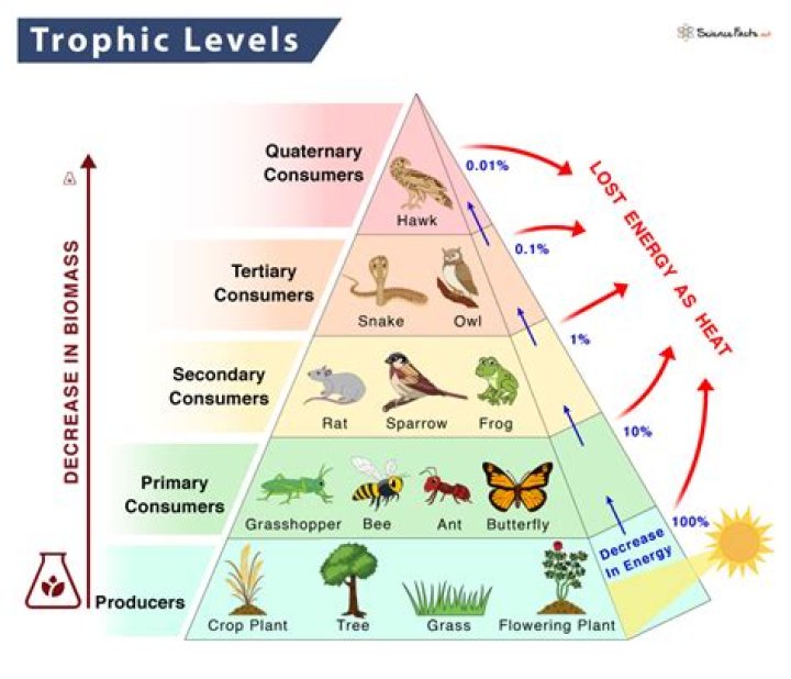Which trophic level is the lowest in an ecosystem