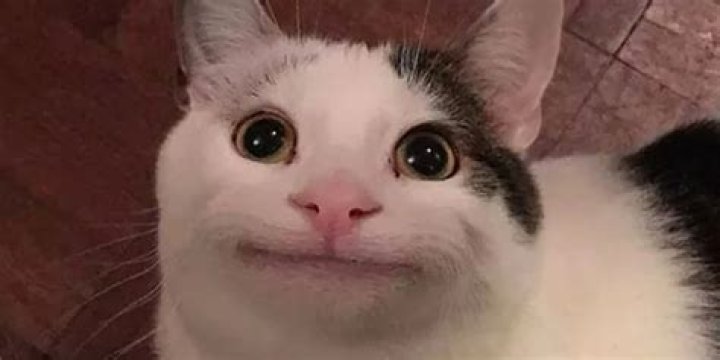 Who is Ollie the Polite Cat and is he photoshopped?