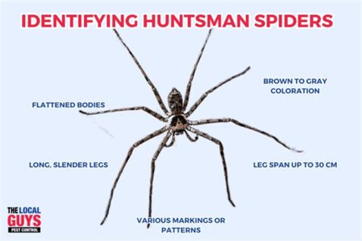 Who is the Huntsman American Dragon? – Celebrity